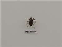 藏品(扁角鋸天牛)的圖片